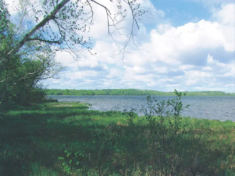 Forested shoreline at Upper Cullen Lake.
