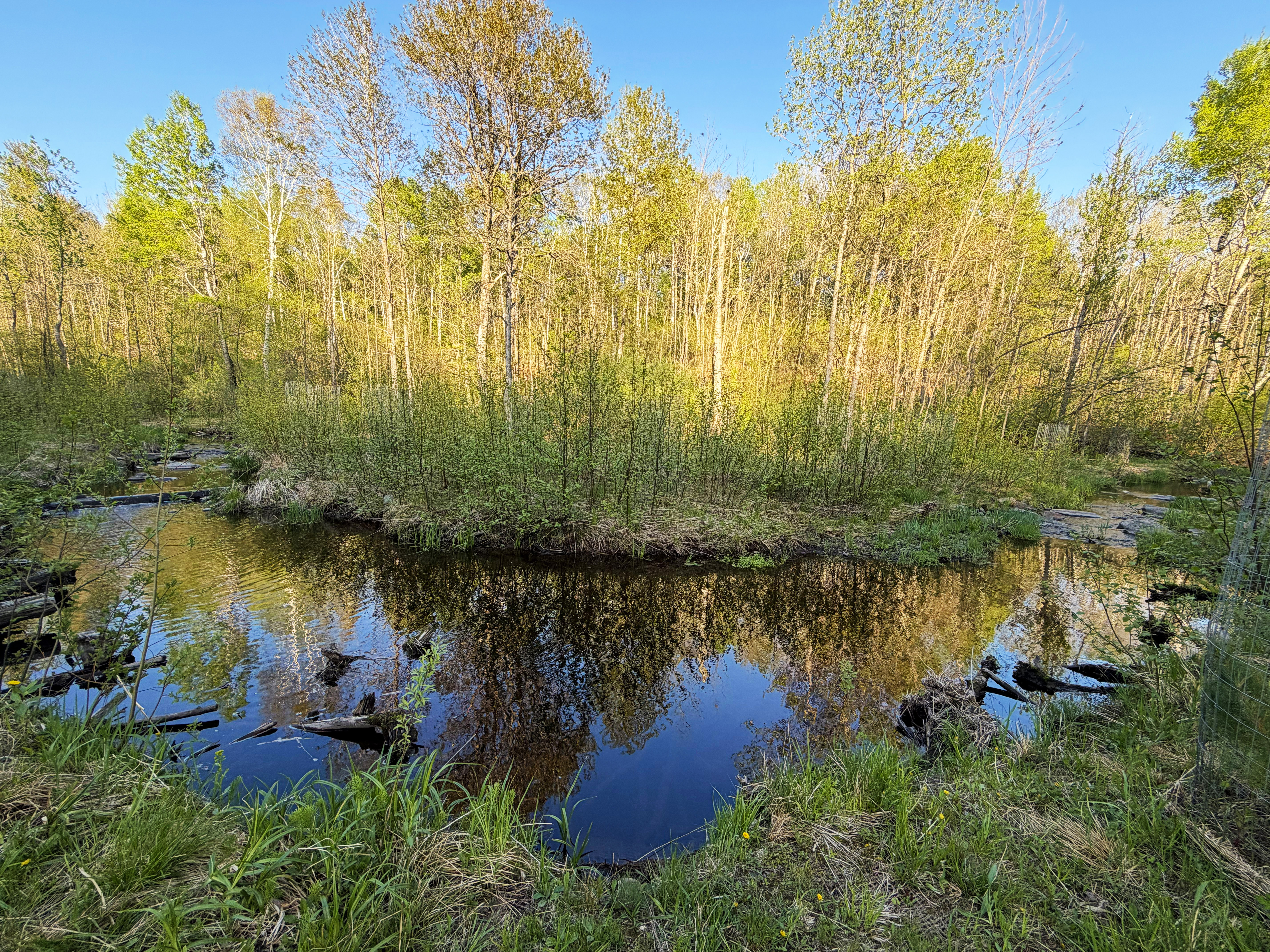 Restored forest stream habitat at Keene Creek.