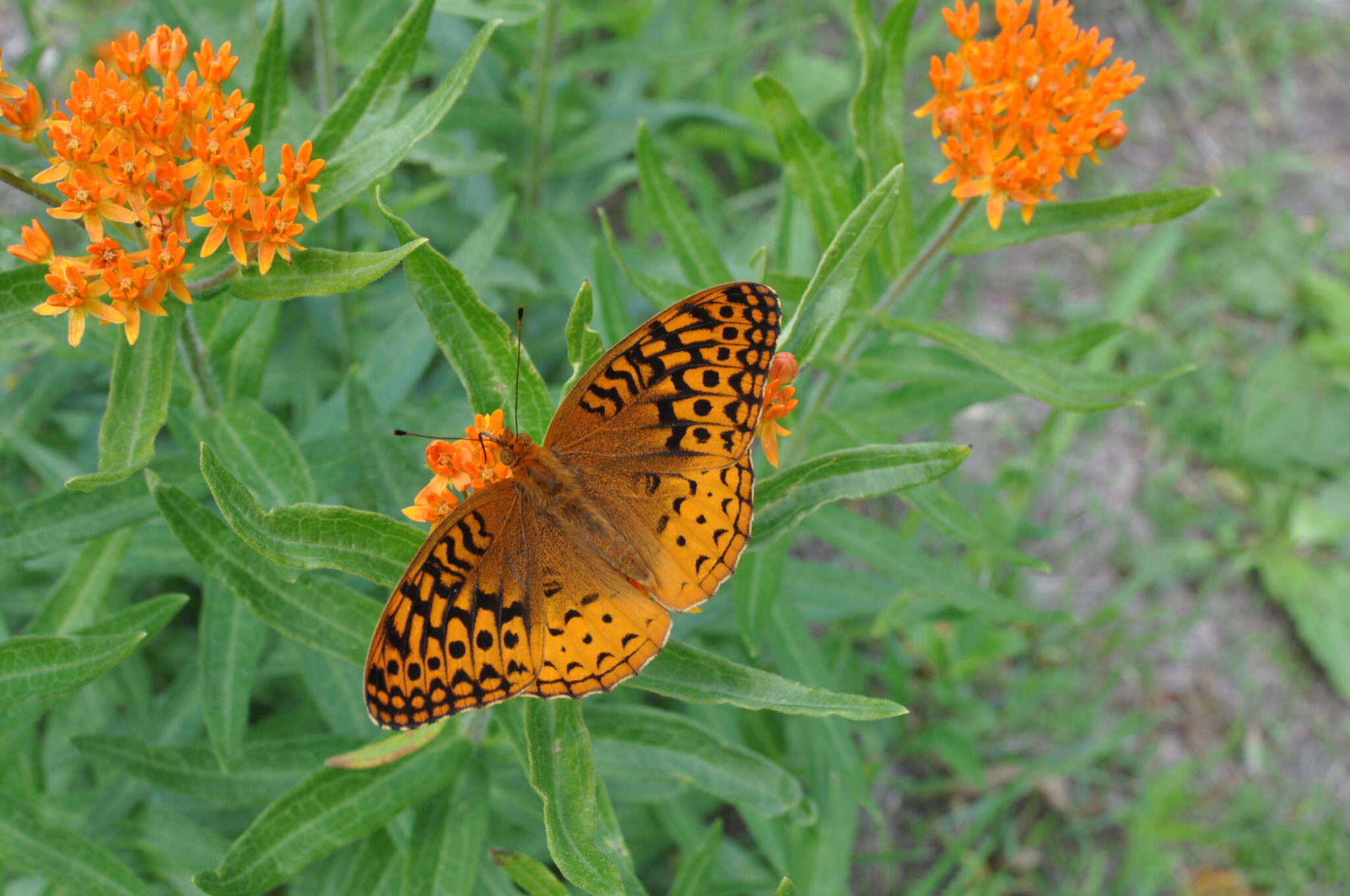 A butterfly lands on a flower.