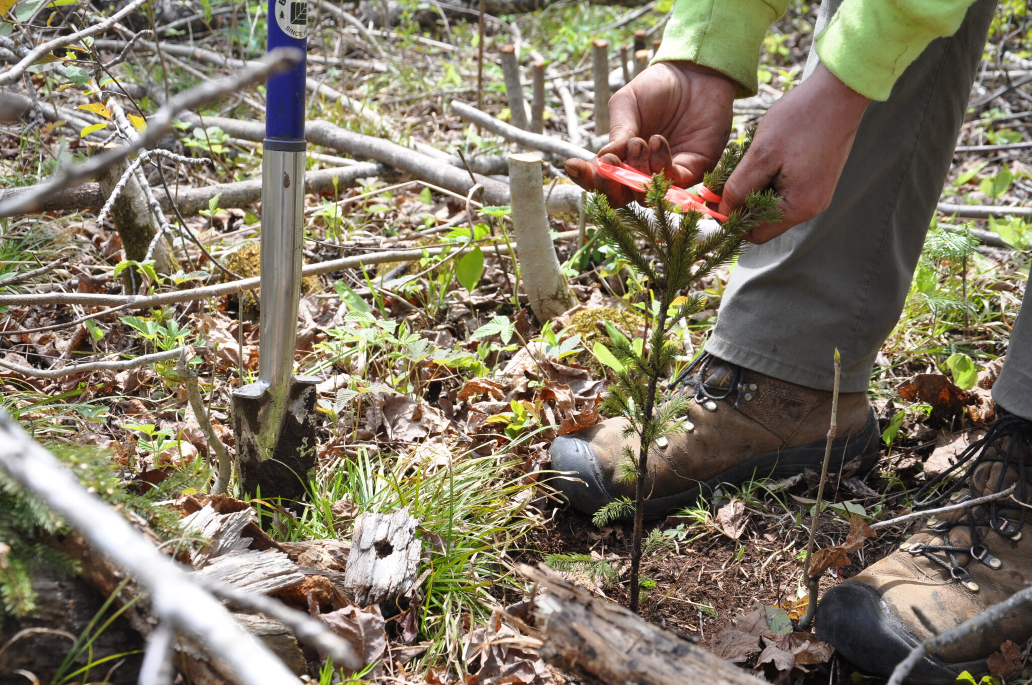 A restoration worker tends to newly planted trees along the Sucker River.