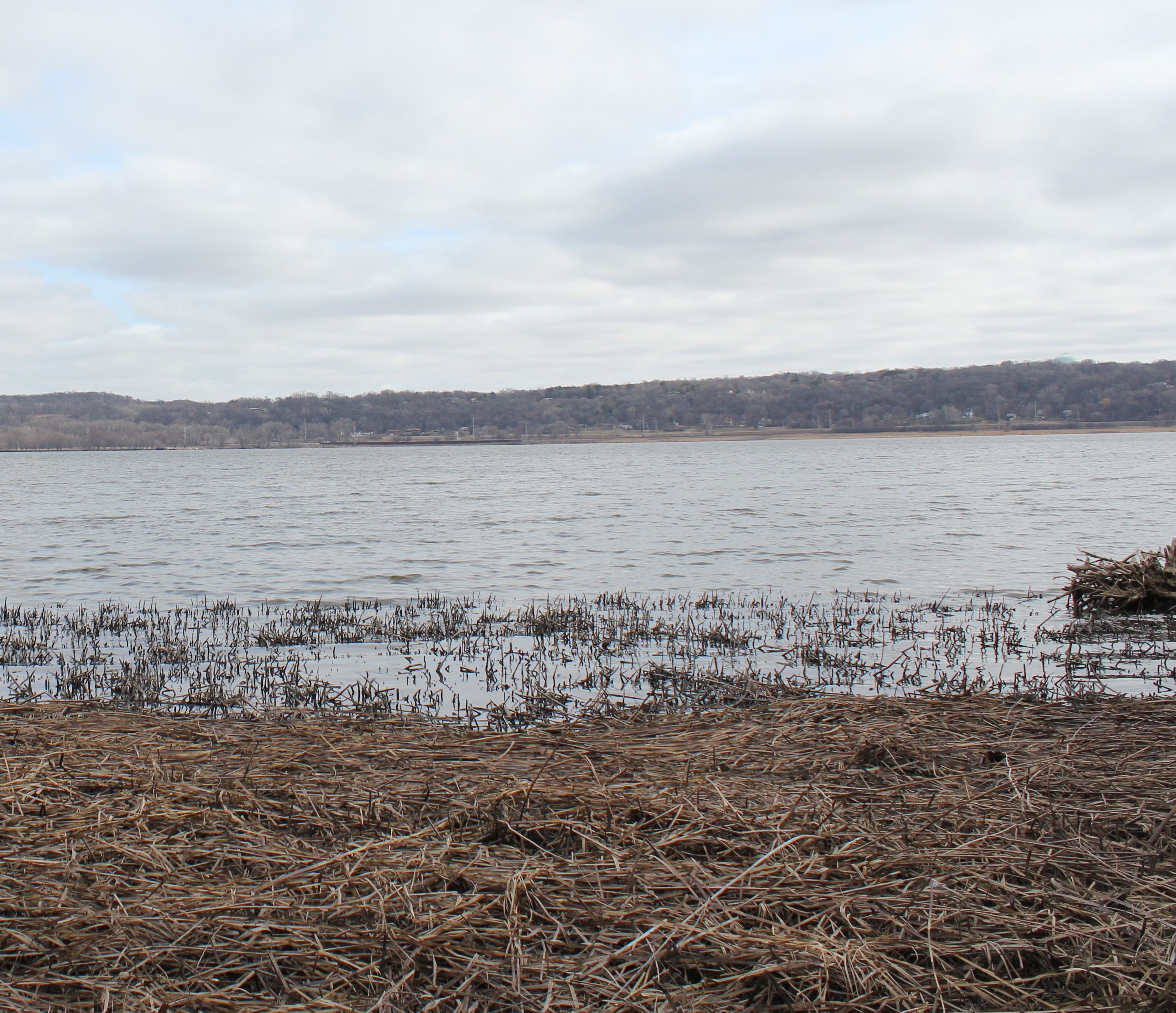 Site of restoration at Pigs Eye Lake on the Mississippi River.