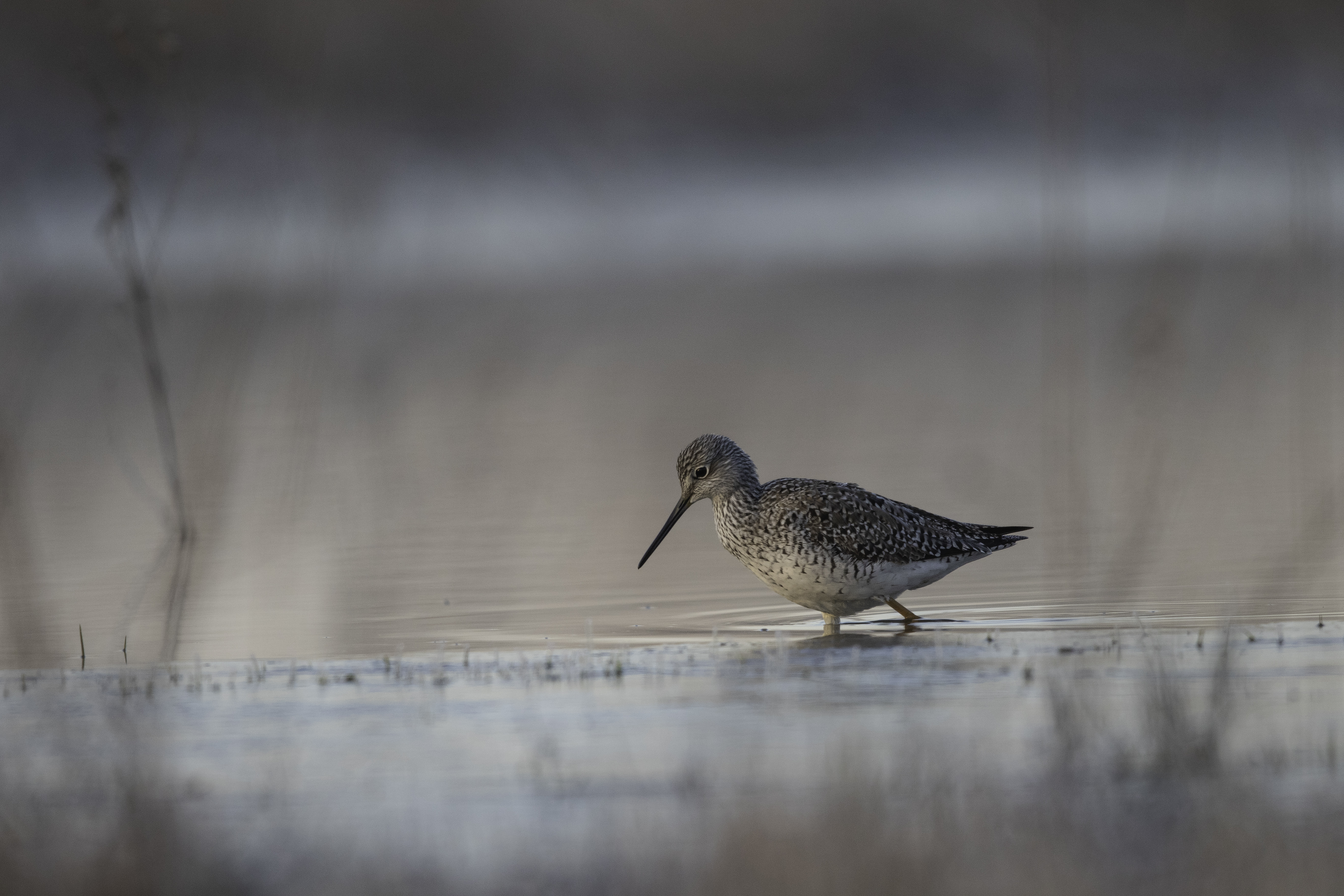Baby bird in a wetland.