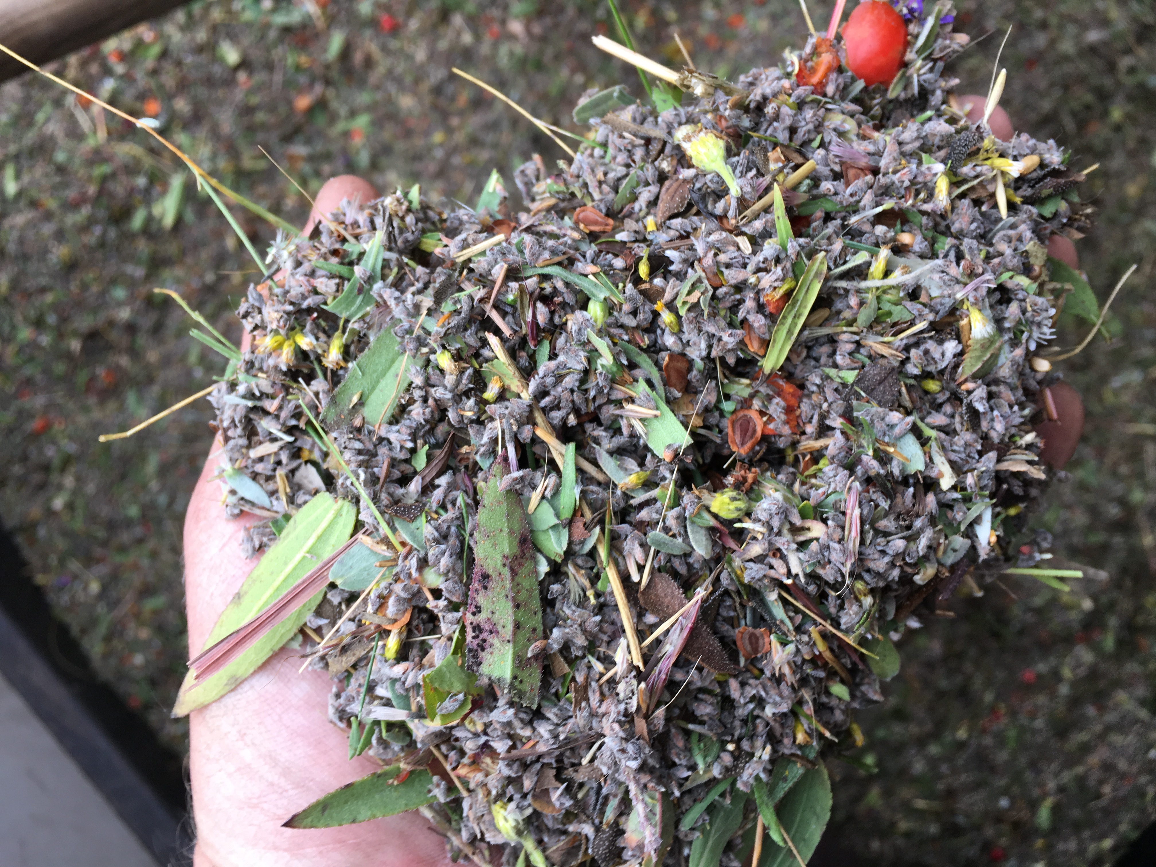 A handful of various plant seeds.